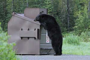 black_bear_in_dumpster