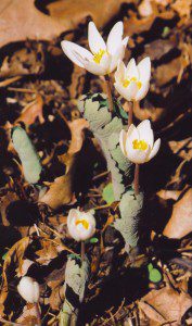 Bloodroot