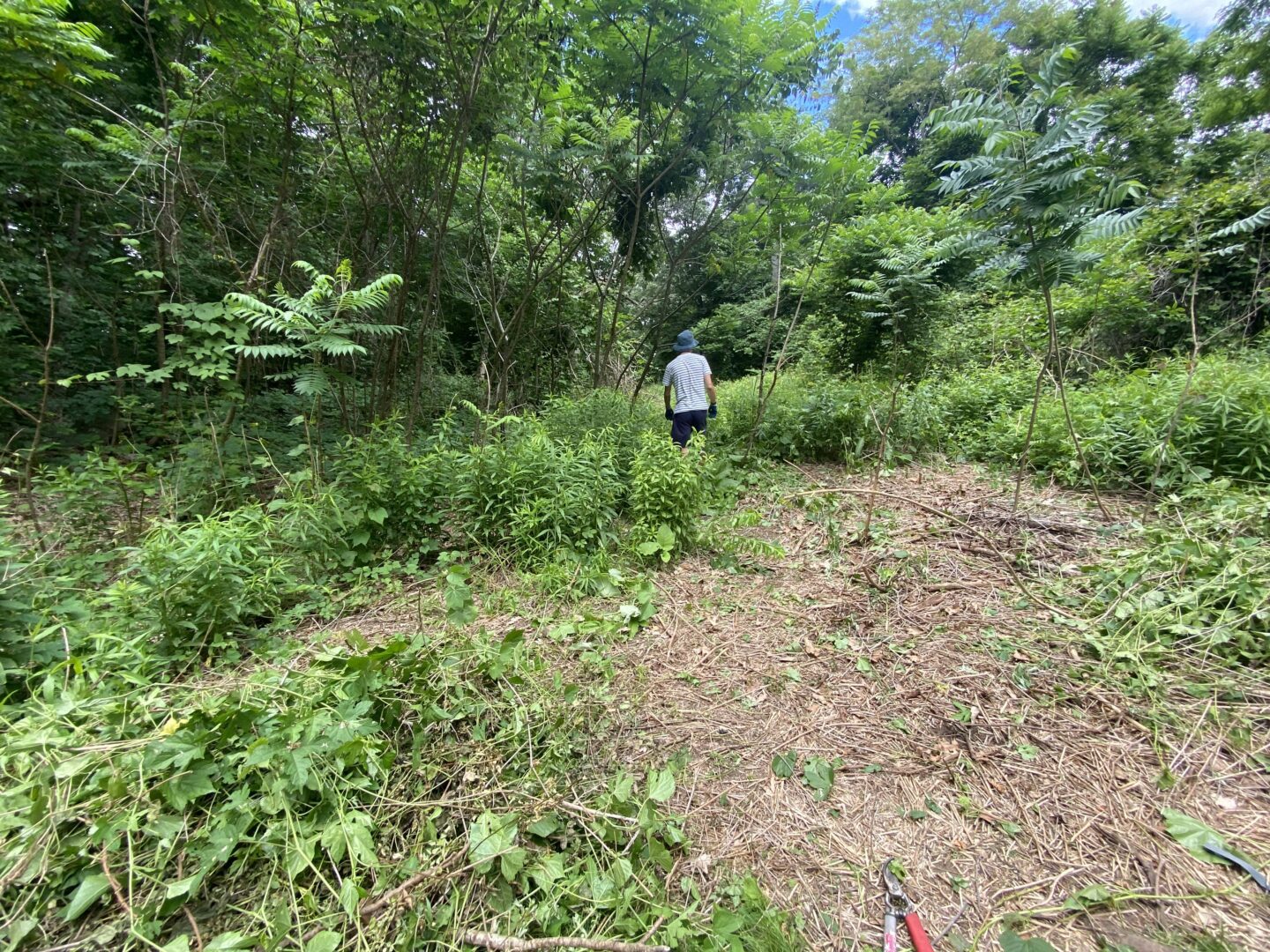 interior Battling invasive plants banner image